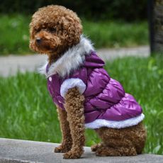 Bunda pro psa s odepínatelnou kapucí - fialová, XL
