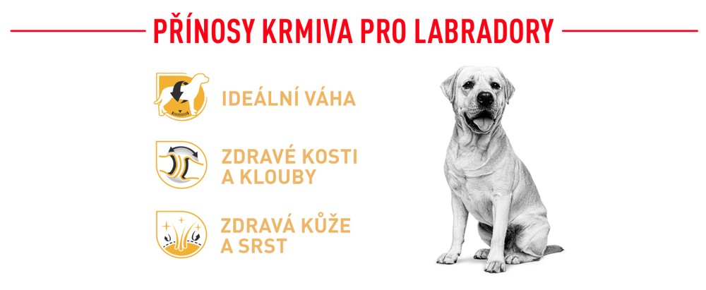 RC-Labrador-Retriver-Benefity-CZ.jpg