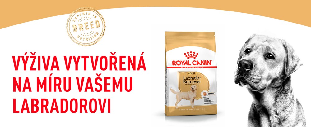 RC-Labrador-Retriver-Vyziva-na-miru-CZ.jpg