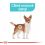 Royal Canin Mini Urinary Care pro psy náchylné k citlivosti močového traktu 8 kg